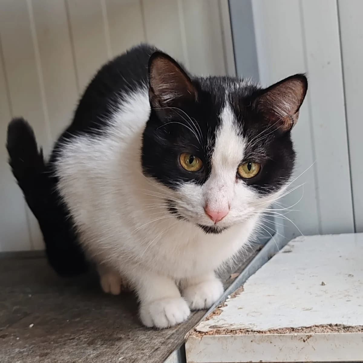 Salty, male young Mixed Breed for adoption at Tierschutzverein Labus Family e.V.