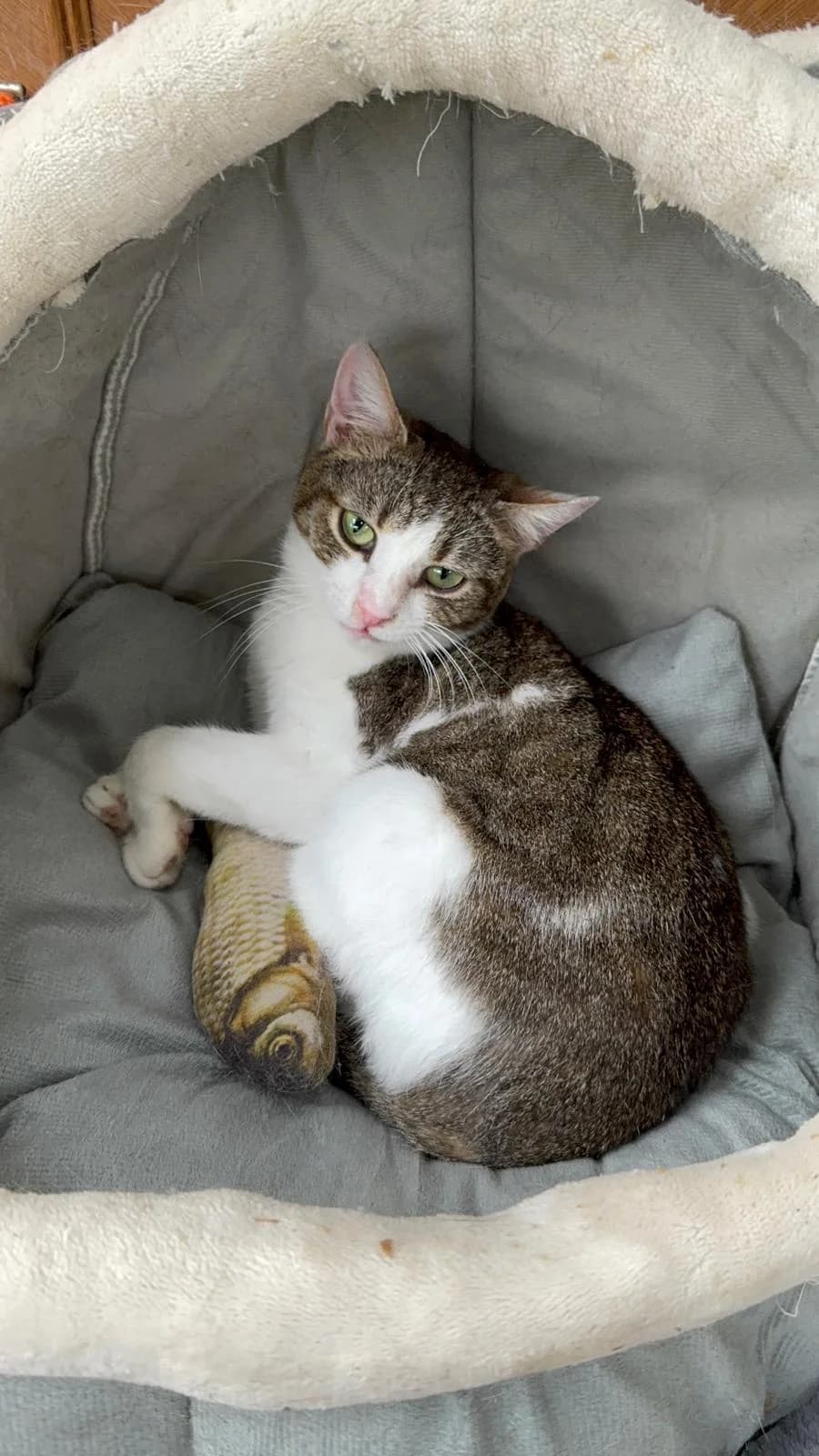 Schiko, male senior Mixed Breed for adoption at Tierschutzverein Labus Family e.V.