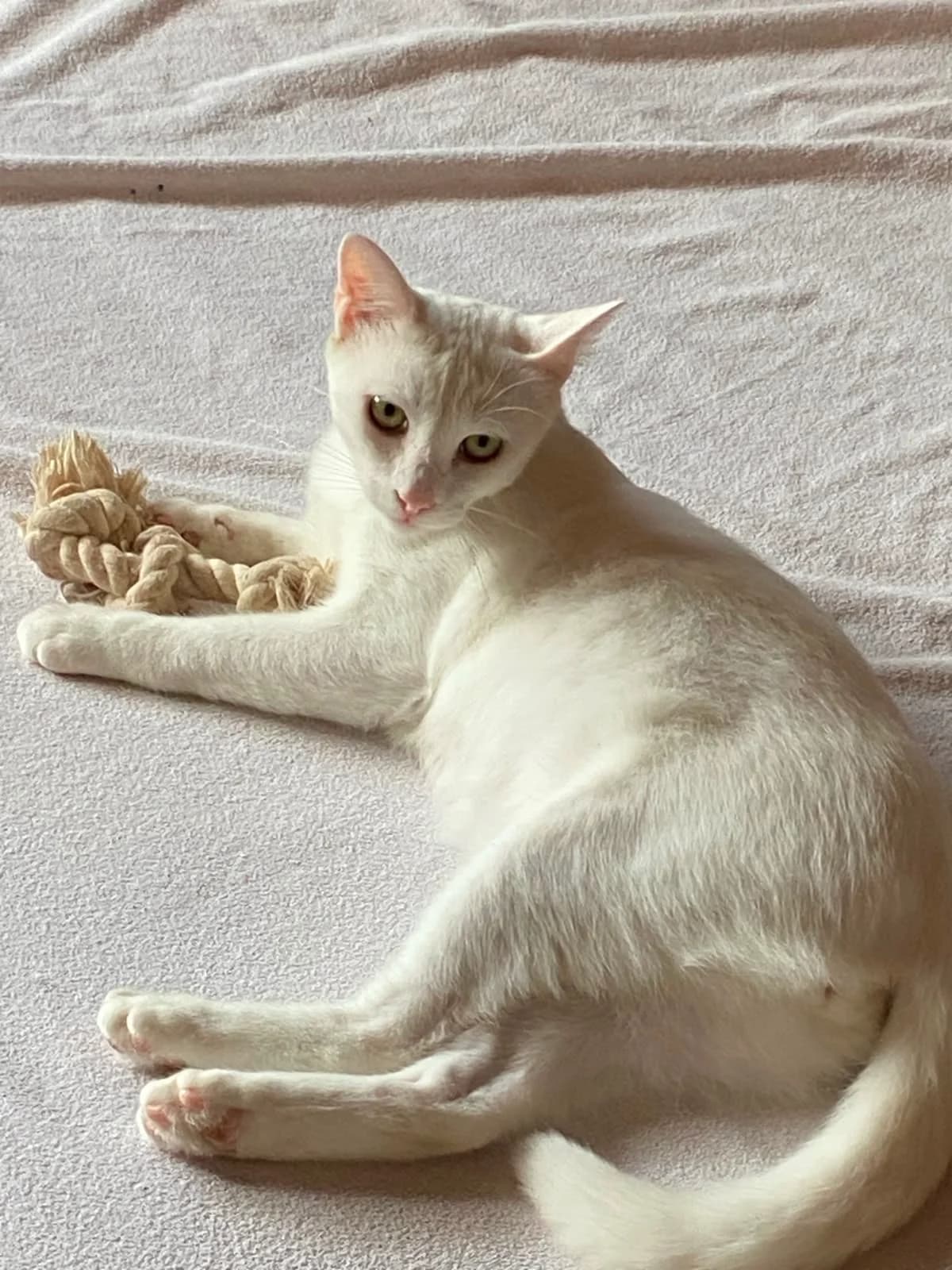Snow, female young Mixed Breed for adoption at Tierschutzverein Labus Family e.V.