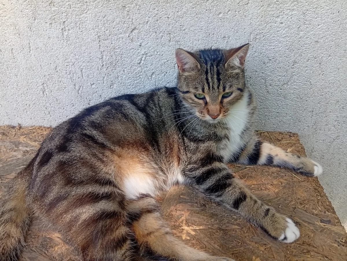 Soso, male young Mixed Breed for adoption at Tierschutzverein Labus Family e.V.
