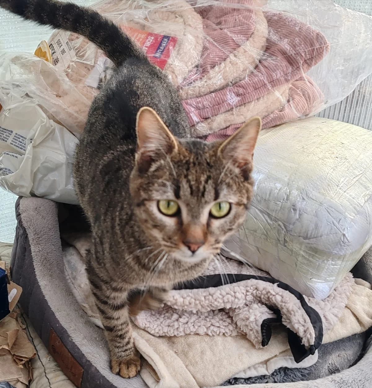 Sour, female young Mixed Breed for adoption at Tierschutzverein Labus Family e.V.