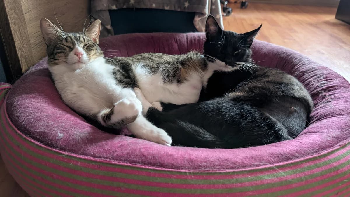 Stella & Luna, female young Mixed Breed for adoption at Tierschutzverein Labus Family e.V.