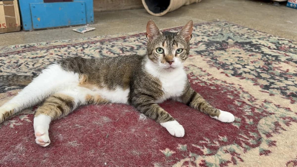 Tami, female 5yo Mixed Breed for adoption at Tierschutzverein Labus Family e.V.