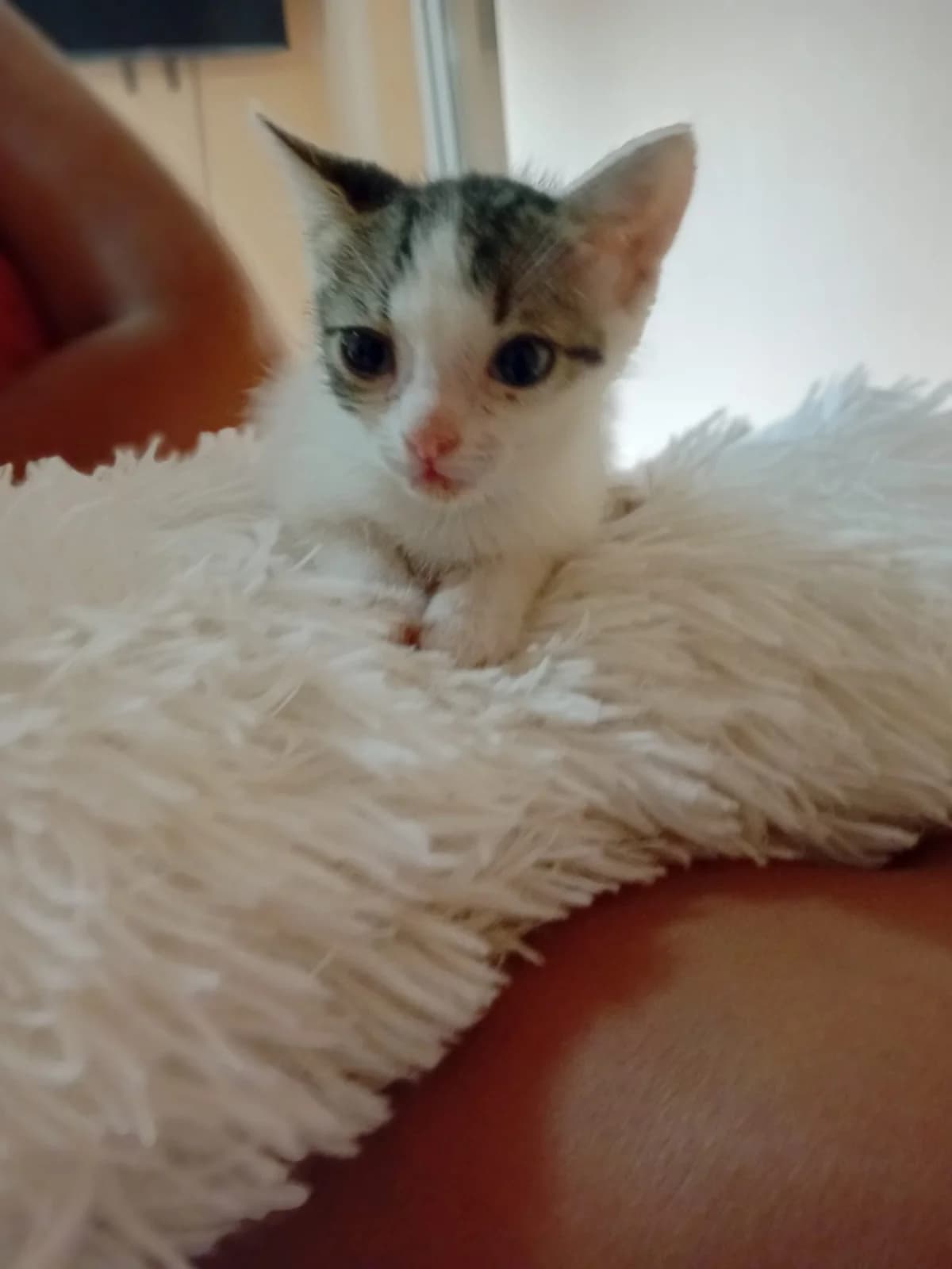 Zaria, female puppy Mixed Breed for adoption at Tierschutzverein Labus Family e.V.