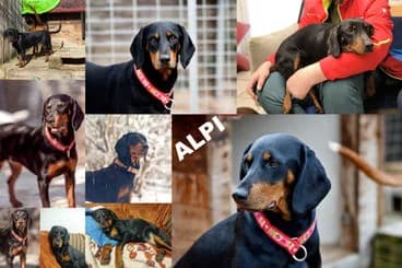 ALPI, young Mixed Breed for adoption at Laufhunderettung Deutschland e.V.