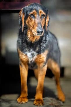 ANNEMARIE, Mixed Breed for adoption at Laufhunderettung Deutschland e.V.