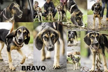 BRAVO, puppy Mixed Breed for adoption at Laufhunderettung Deutschland e.V.