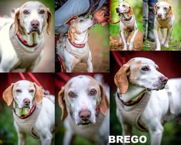 BREGO, 6yo Mixed Breed for adoption at Laufhunderettung Deutschland e.V.