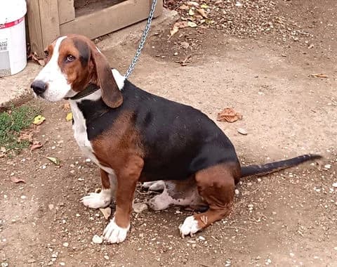 TIFFANY, puppy Mixed Breed for adoption at Laufhunderettung Deutschland e.V.