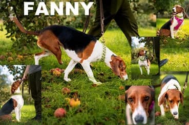FANNY - reseviert, 3yo Mixed Breed for adoption at Laufhunderettung Deutschland e.V.