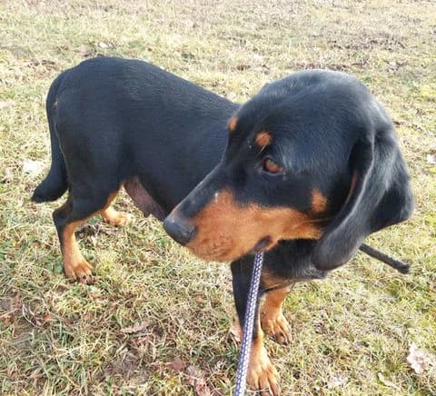 FLORA - reseviert, 3yo Mixed Breed for adoption at Laufhunderettung Deutschland e.V.