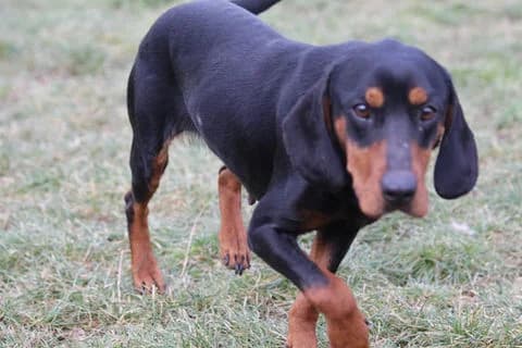 LADY, young Mixed Breed for adoption at Laufhunderettung Deutschland e.V.