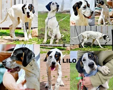 LILO -reseviert, young Mixed Breed for adoption at Laufhunderettung Deutschland e.V.
