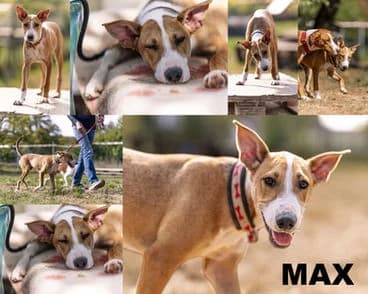 MAX, puppy Mixed Breed for adoption at Laufhunderettung Deutschland e.V.