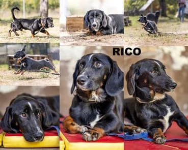 RICO, puppy Mixed Breed for adoption at Laufhunderettung Deutschland e.V.