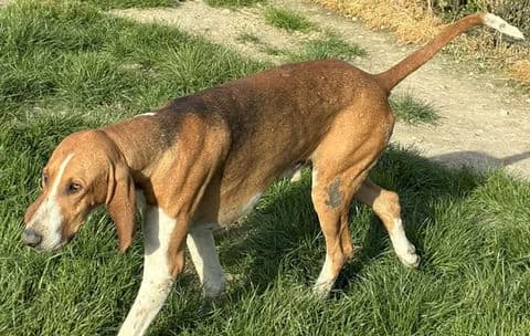 RUTILANT, Mixed Breed for adoption at Laufhunderettung Deutschland e.V.