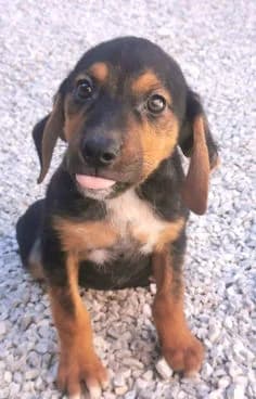 TAMY, puppy Mixed Breed for adoption at Laufhunderettung Deutschland e.V.