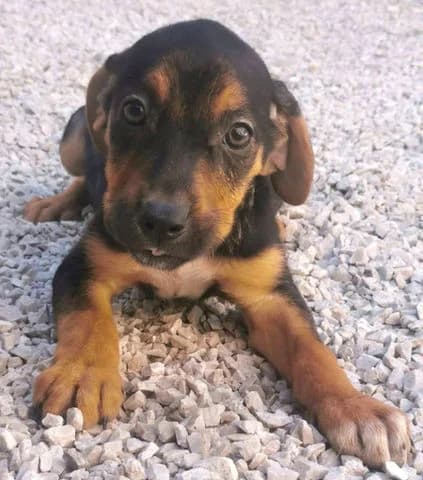 TIFFANY, puppy Mixed Breed for adoption at Laufhunderettung Deutschland e.V.