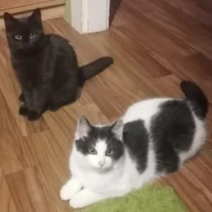 Schnurrbert und Mauzi, male Mixed Breed for adoption at Tierschutzverein Leise-Pfoten e.V.