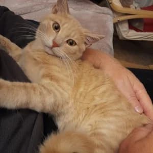 Simba, male young Mixed Breed for adoption at Tierschutzverein Leise-Pfoten e.V.