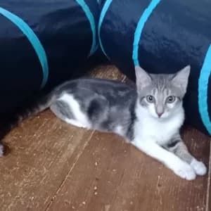 Tabitha, Mixed Breed for adoption at Tierschutzverein Leise-Pfoten e.V.