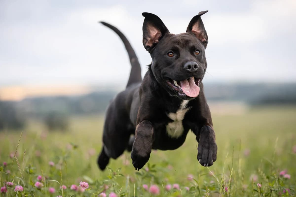 Coke, female young Mixed Breed for adoption at Listenhunde Nothilfe