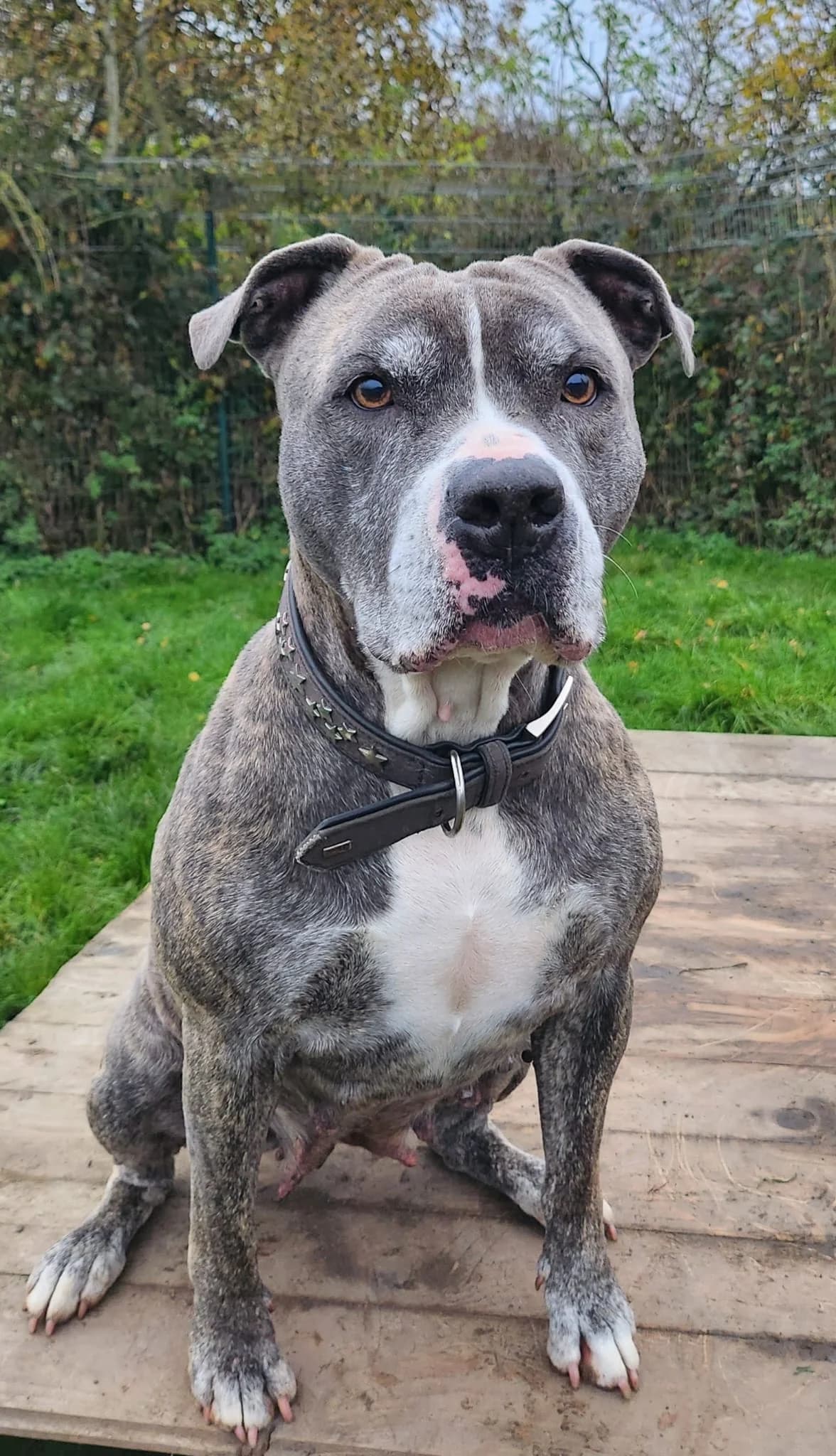 Alice, female senior Staffordshire Bull Terrier for adoption at Listenhunde Nothilfe