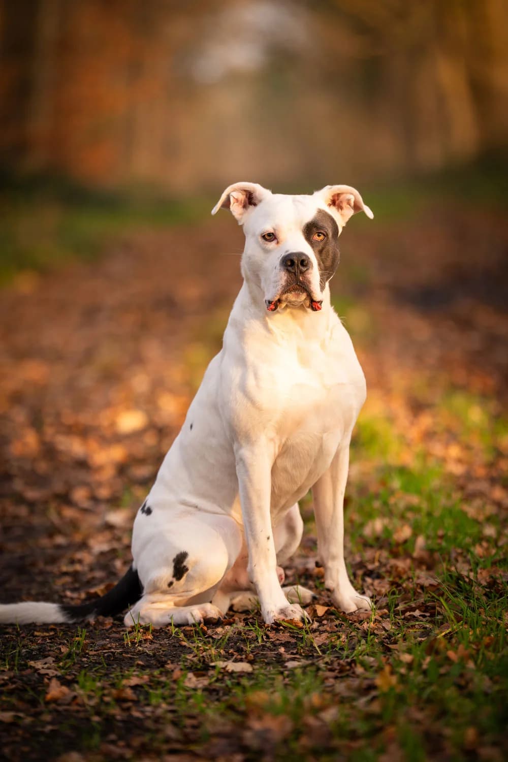 Balu, male 3yo Mixed Breed for adoption at Listenhunde Nothilfe