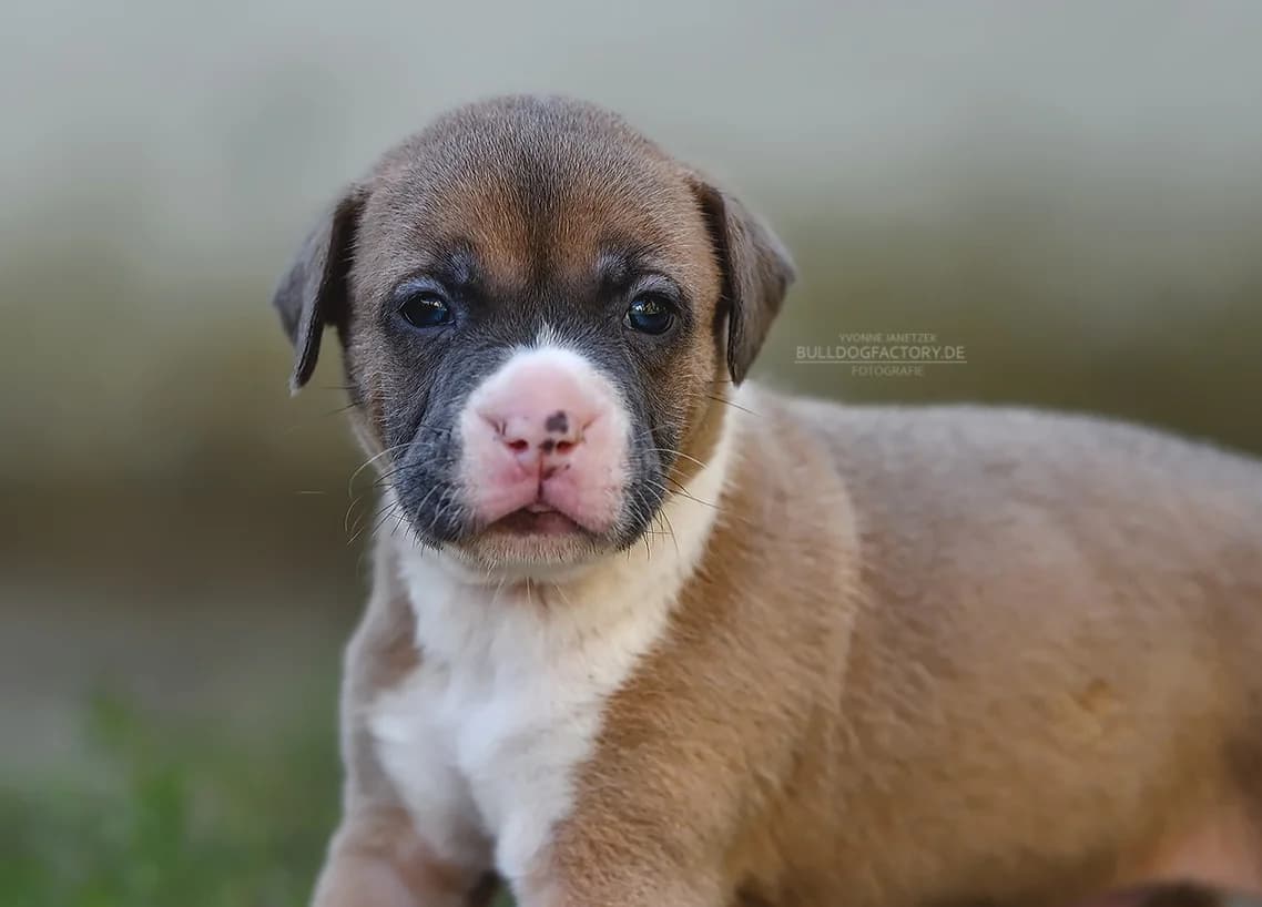 Bautzner, puppy Mixed Breed for adoption at Listenhunde Nothilfe