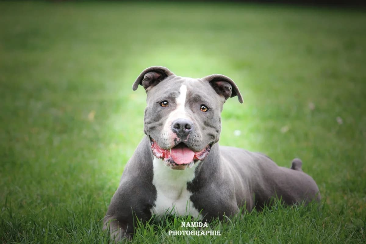 Blue, senior Mixed Breed for adoption at Listenhunde Nothilfe