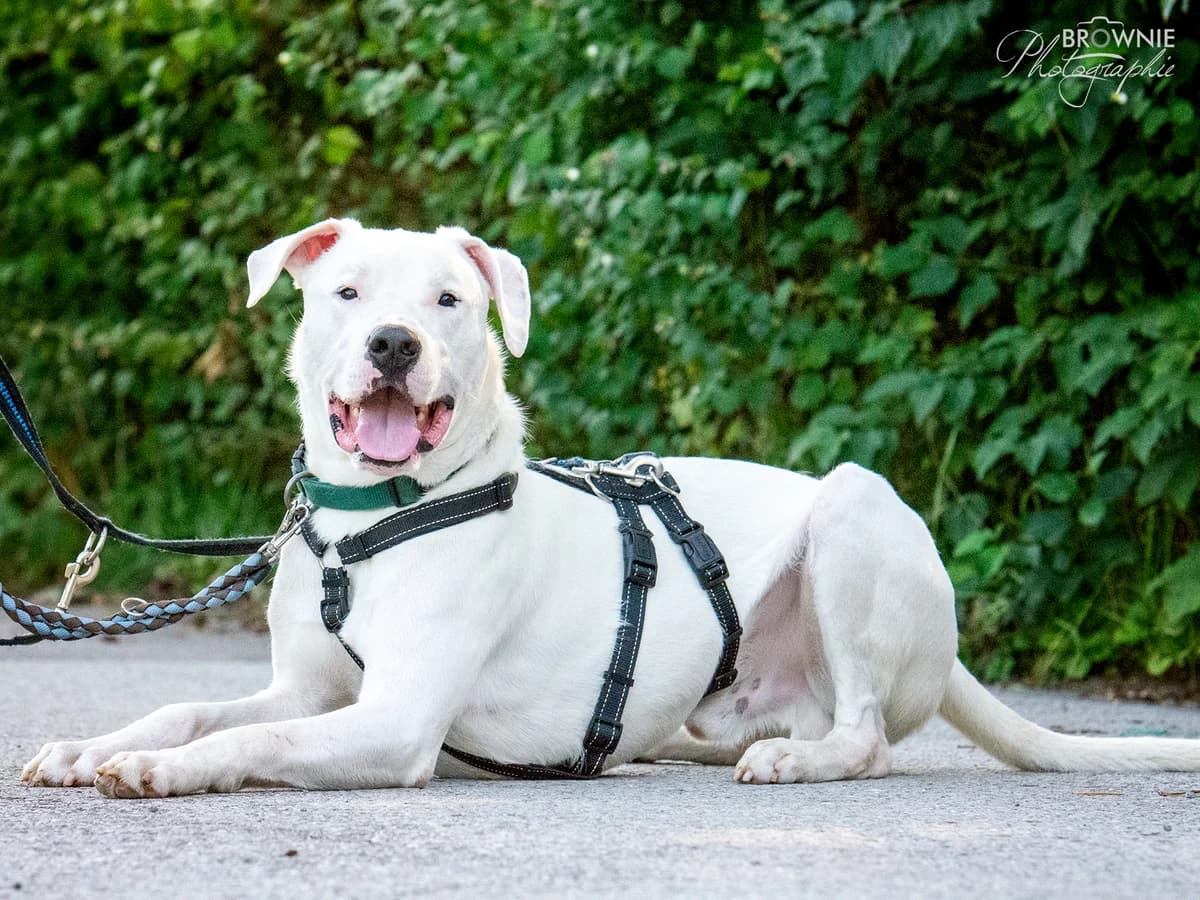 Bones, 3yo Mixed Breed for adoption at Listenhunde Nothilfe