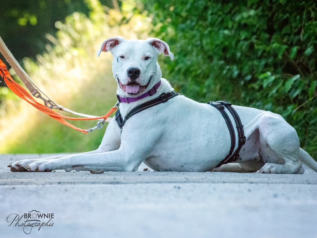 Bonny – Tierheim Erlach, female 3yo Mixed Breed for adoption at Listenhunde Nothilfe