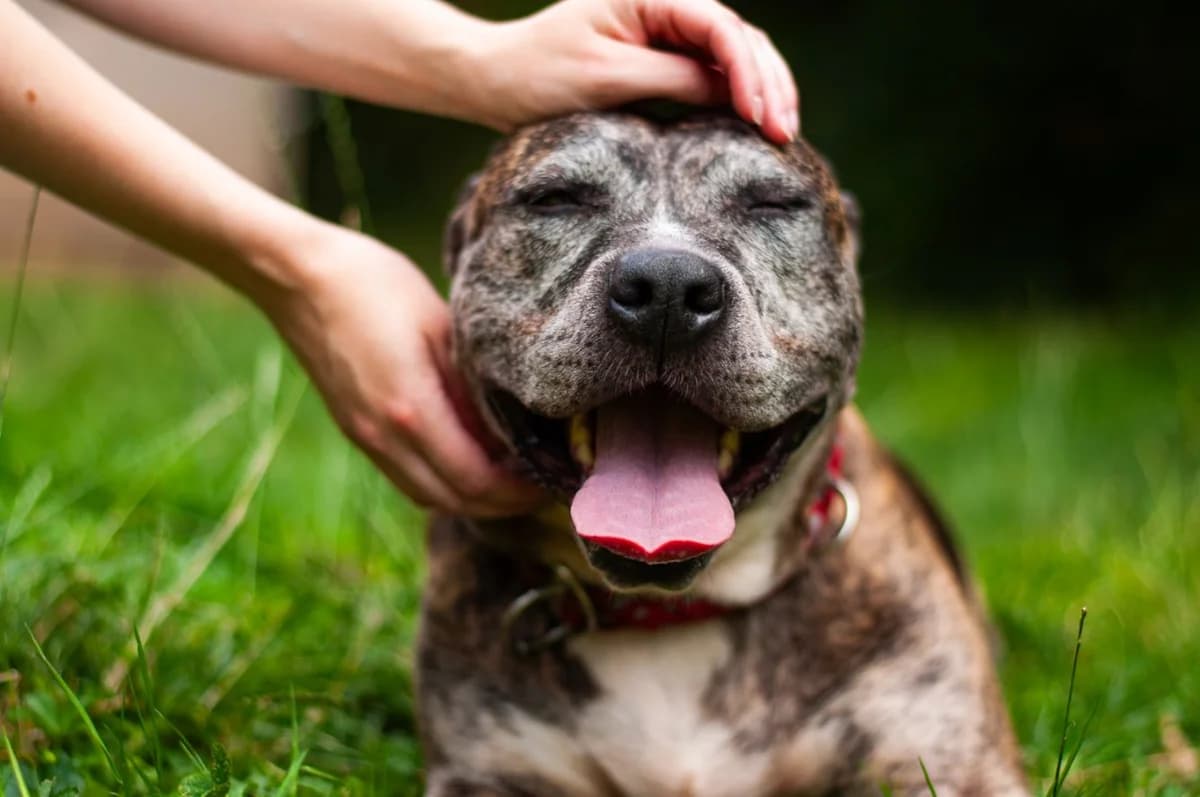 Ceylan – Hündin, female senior Mixed Breed for adoption at Listenhunde Nothilfe