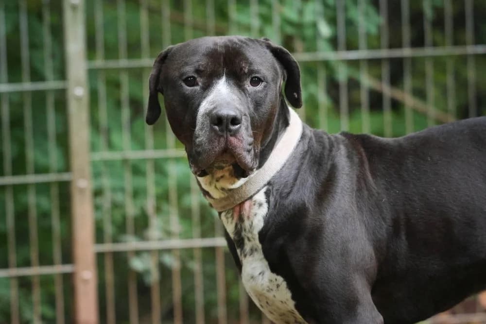Digger( Tierheim Pirmasens ), Mixed Breed for adoption at Listenhunde Nothilfe