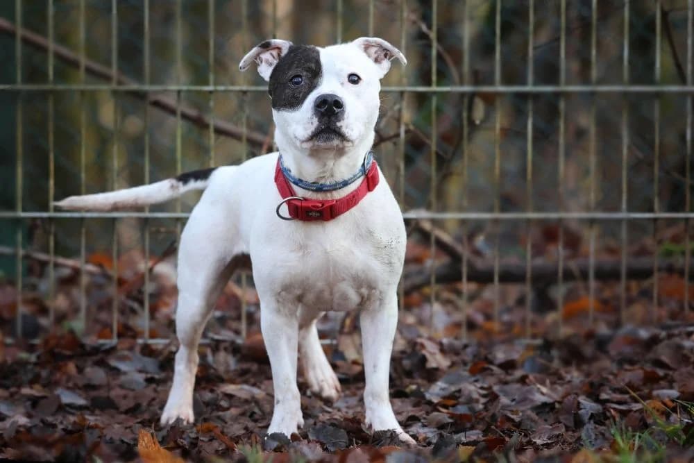 Dragosch ( Tierheim Pirmasens ), male senior Mixed Breed for adoption at Listenhunde Nothilfe