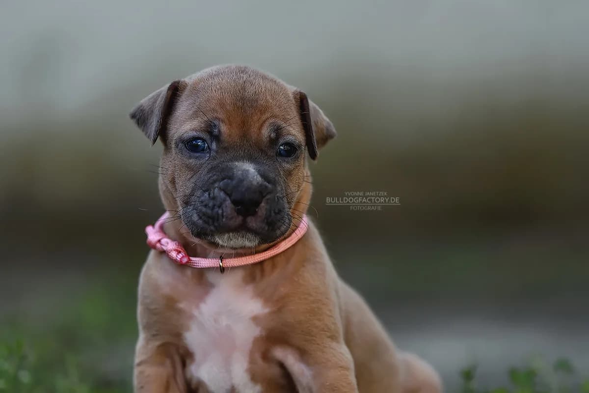 Filinchen, puppy Mixed Breed for adoption at Listenhunde Nothilfe