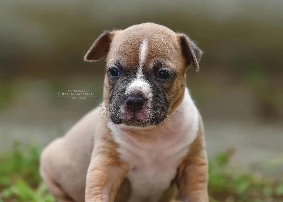 Filou, puppy Mixed Breed for adoption at Listenhunde Nothilfe