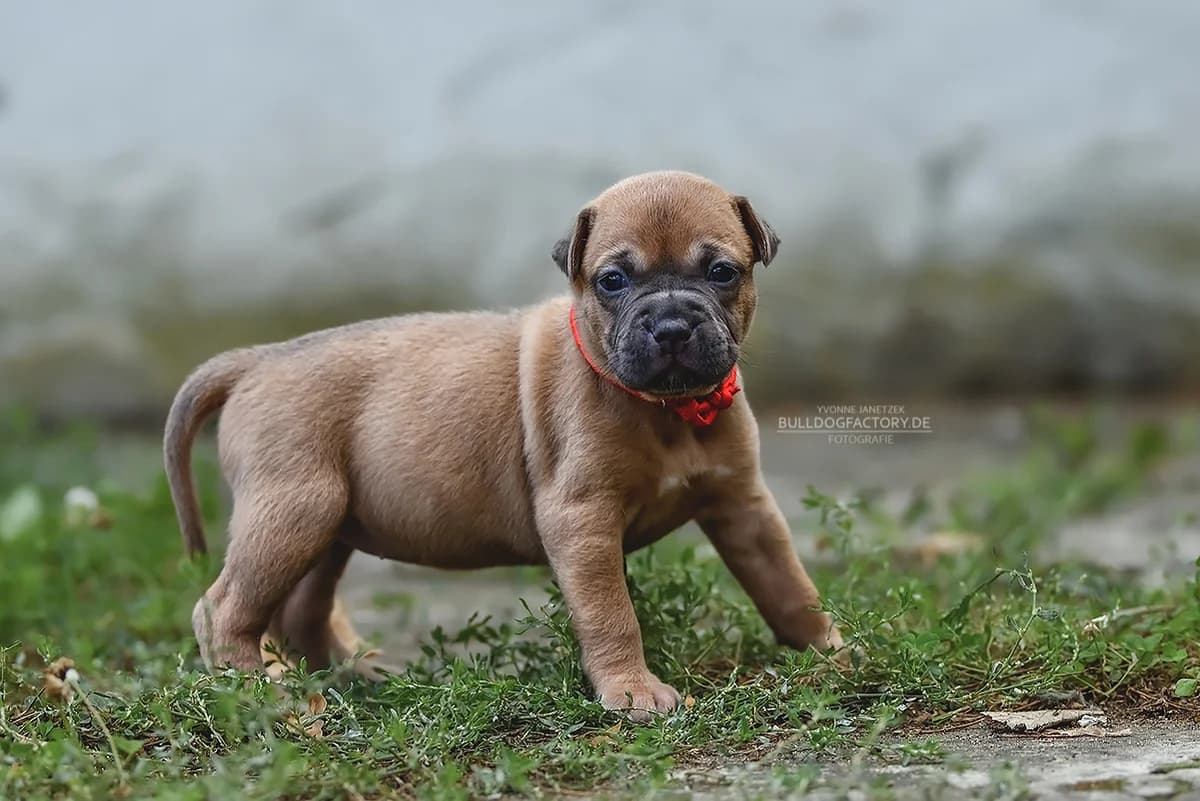 Florena, puppy Mixed Breed for adoption at Listenhunde Nothilfe
