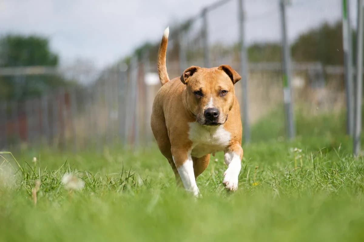 Greta, male 4yo Mixed Breed for adoption at Listenhunde Nothilfe