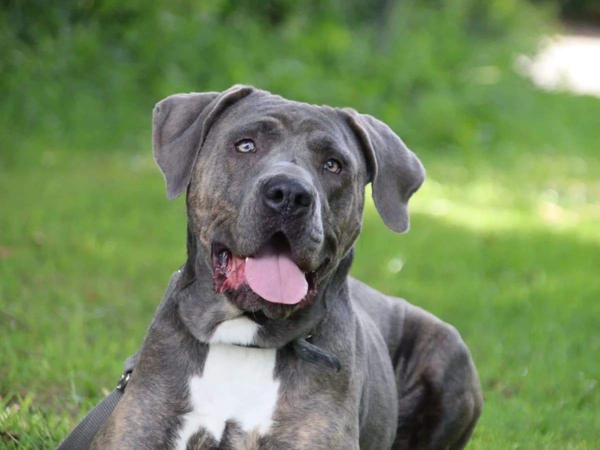 Hannelore CC, male young Cane Corso for adoption at Listenhunde Nothilfe