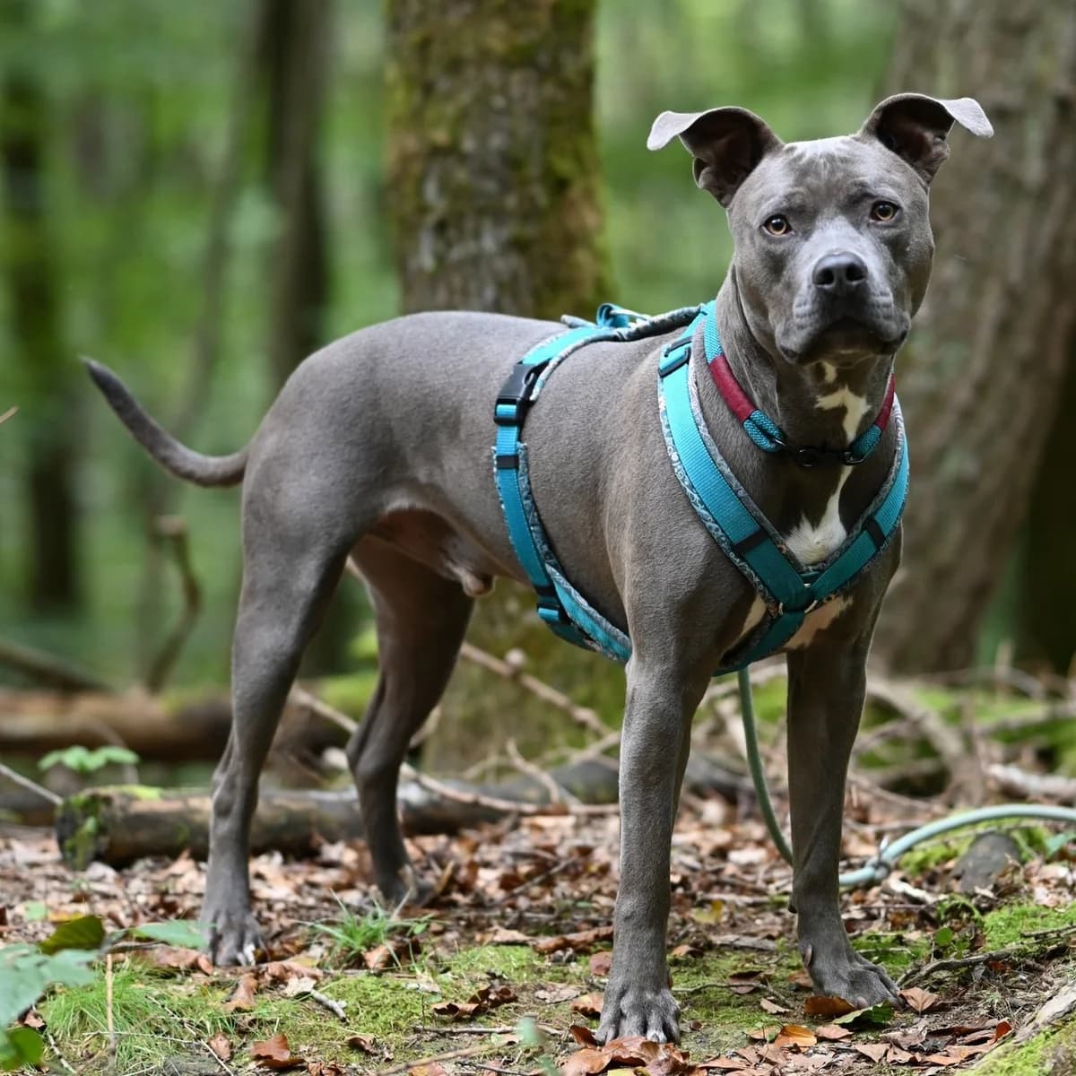 Joe, male 4yo Mixed Breed for adoption at Listenhunde Nothilfe