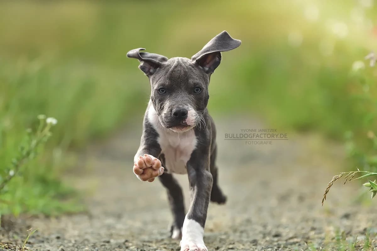 Jojo *r e s e r v i e r t*, male puppy Mixed Breed for adoption at Listenhunde Nothilfe