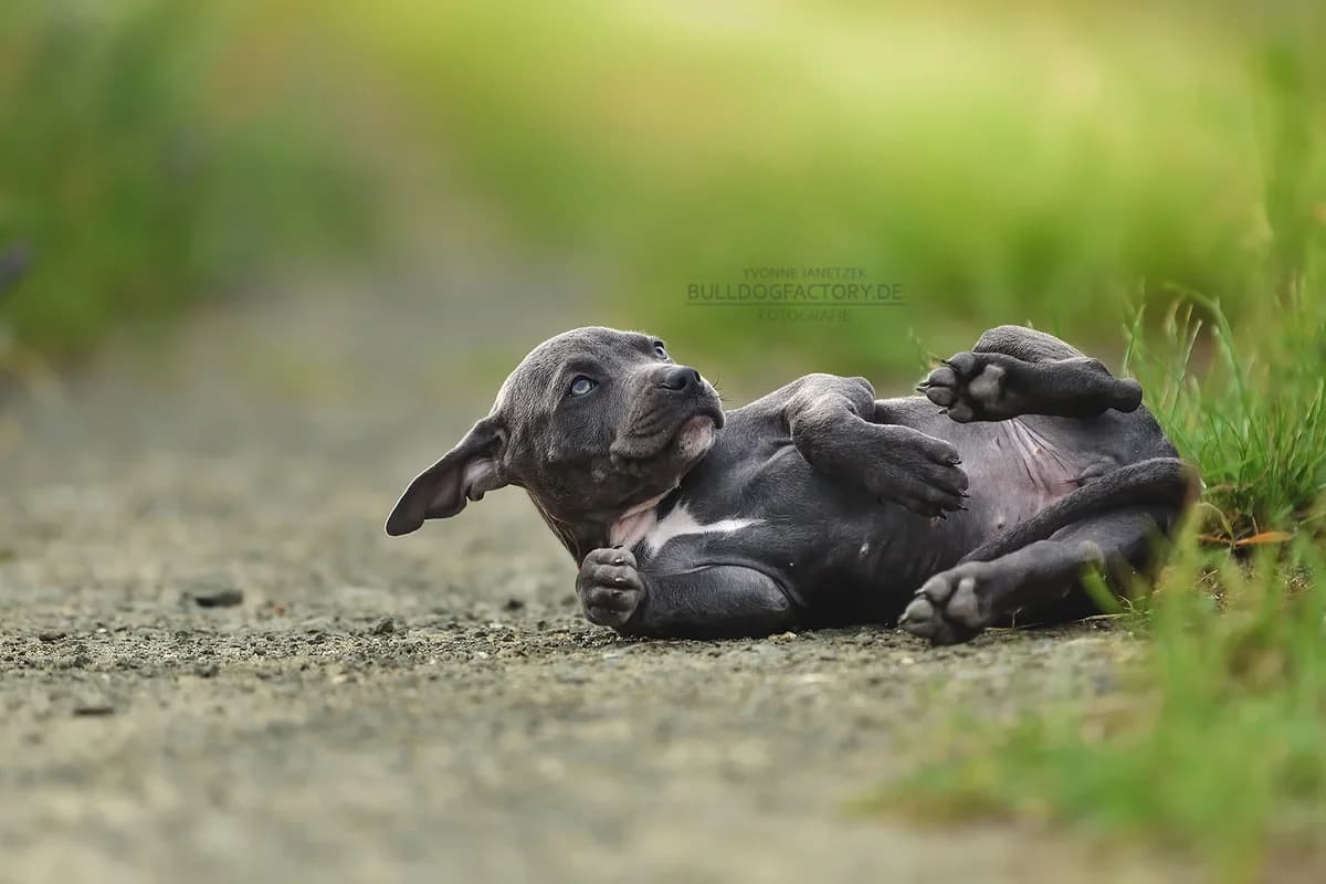 Knete, female puppy Mixed Breed for adoption at Listenhunde Nothilfe