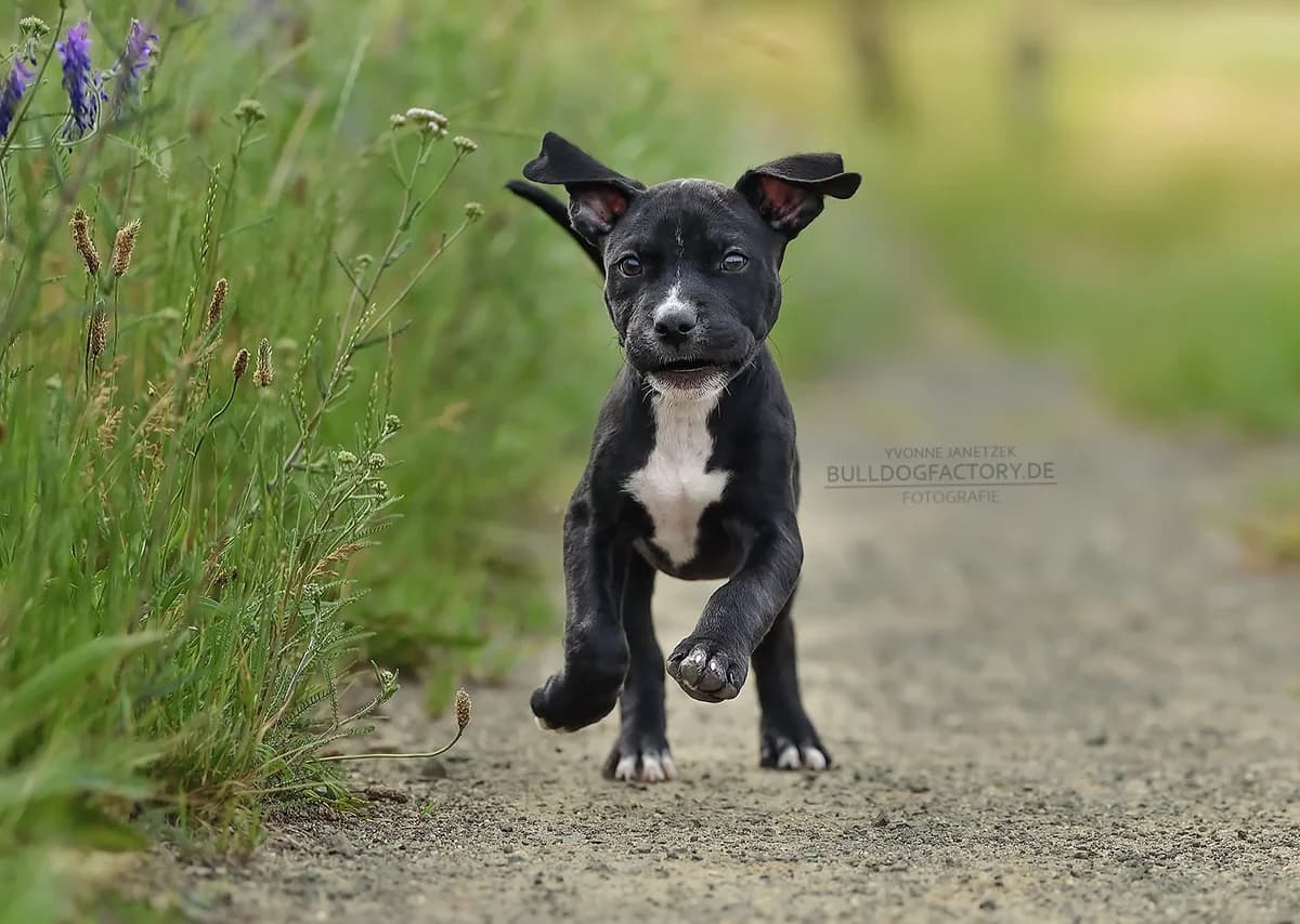 Knopf, male puppy Mixed Breed for adoption at Listenhunde Nothilfe