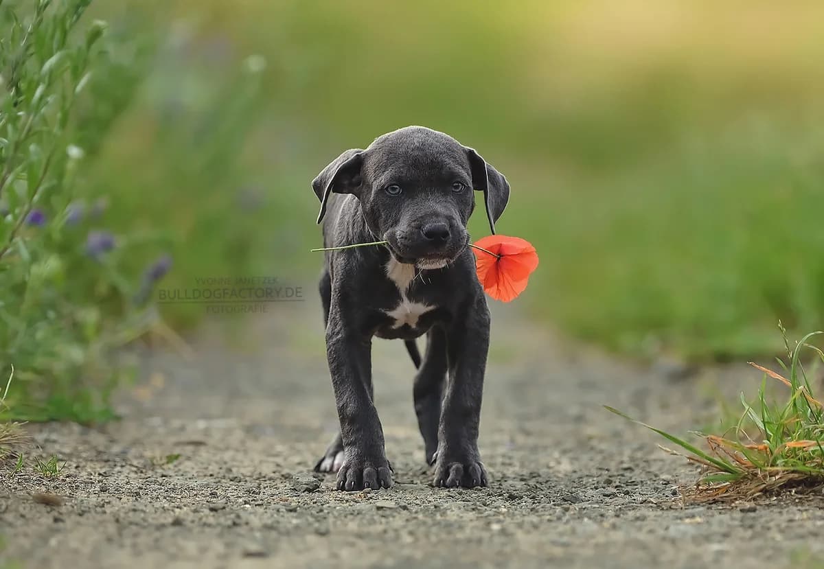 Kreide, female puppy Mixed Breed for adoption at Listenhunde Nothilfe