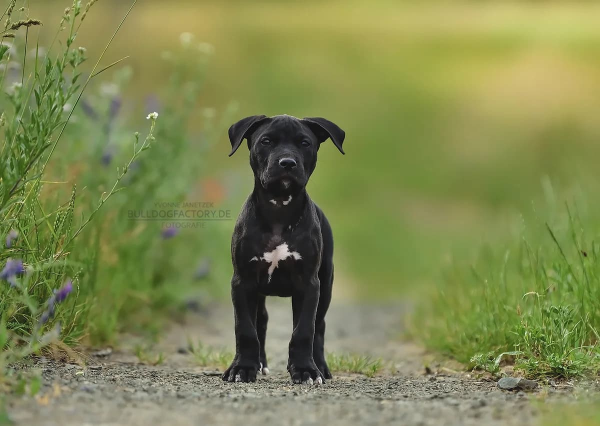 Lego, male puppy Mixed Breed for adoption at Listenhunde Nothilfe