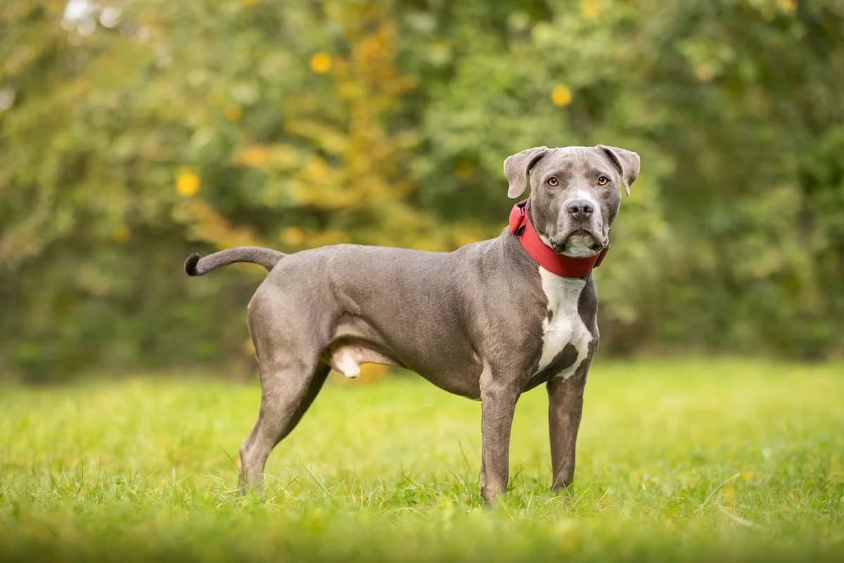 Lupo, male senior American Staffordshire Terrier for adoption at Listenhunde Nothilfe
