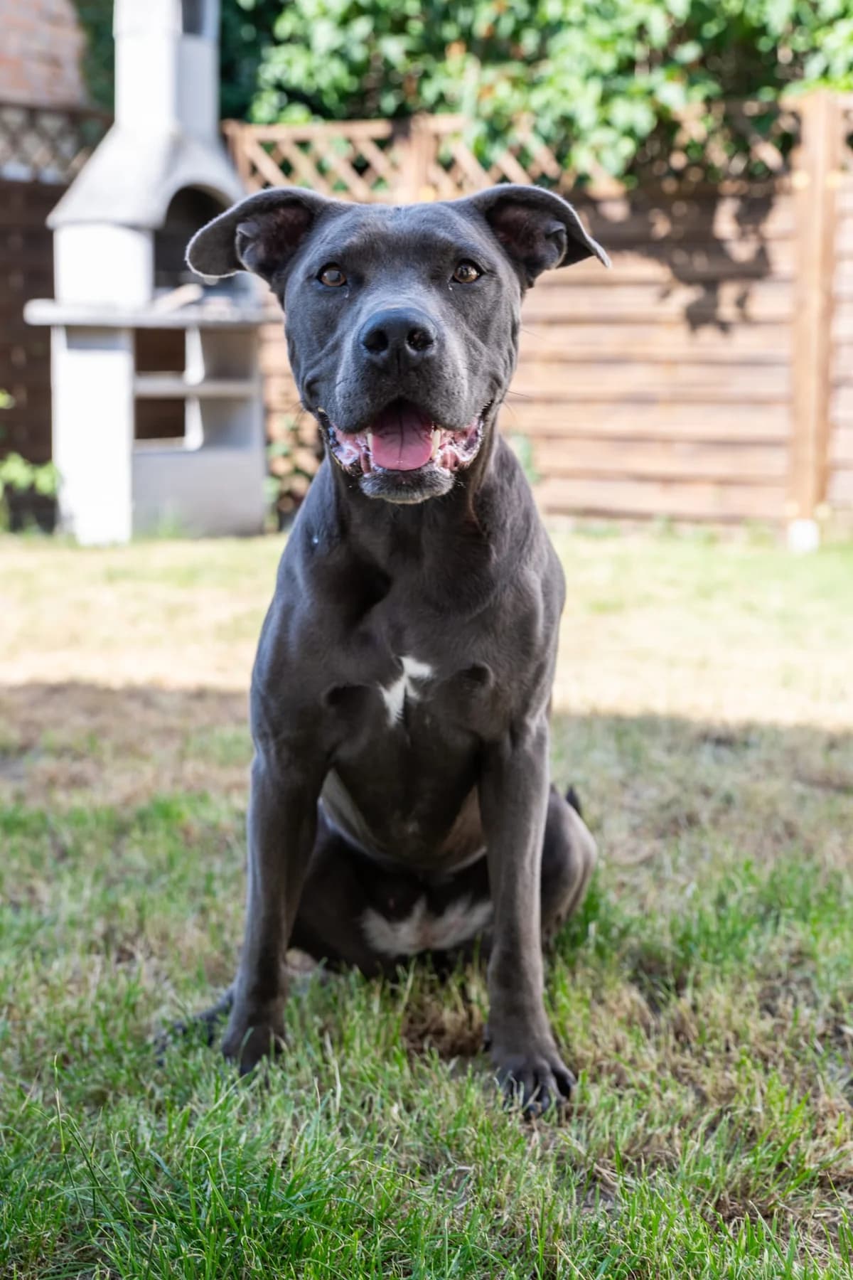 Ninja ( Khaleesi ), male 7yo Mixed Breed for adoption at Listenhunde Nothilfe