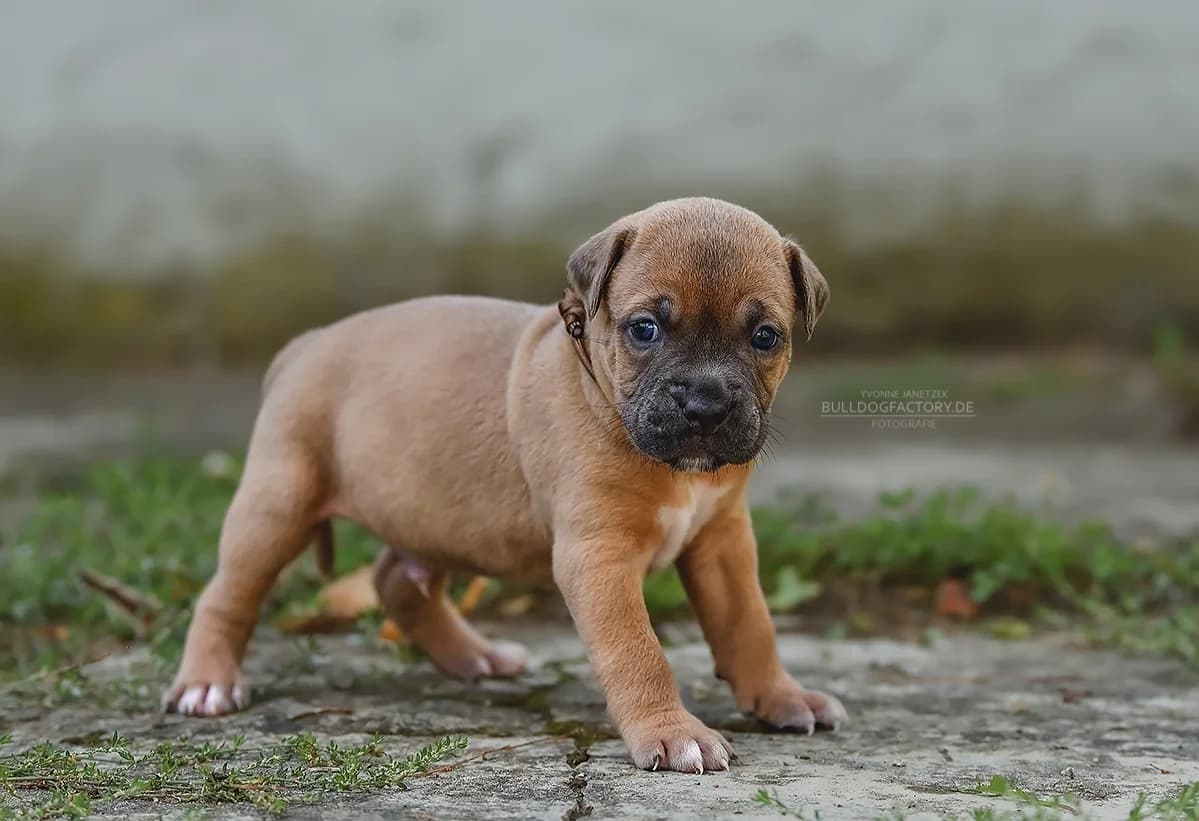 Nudossi, puppy Mixed Breed for adoption at Listenhunde Nothilfe