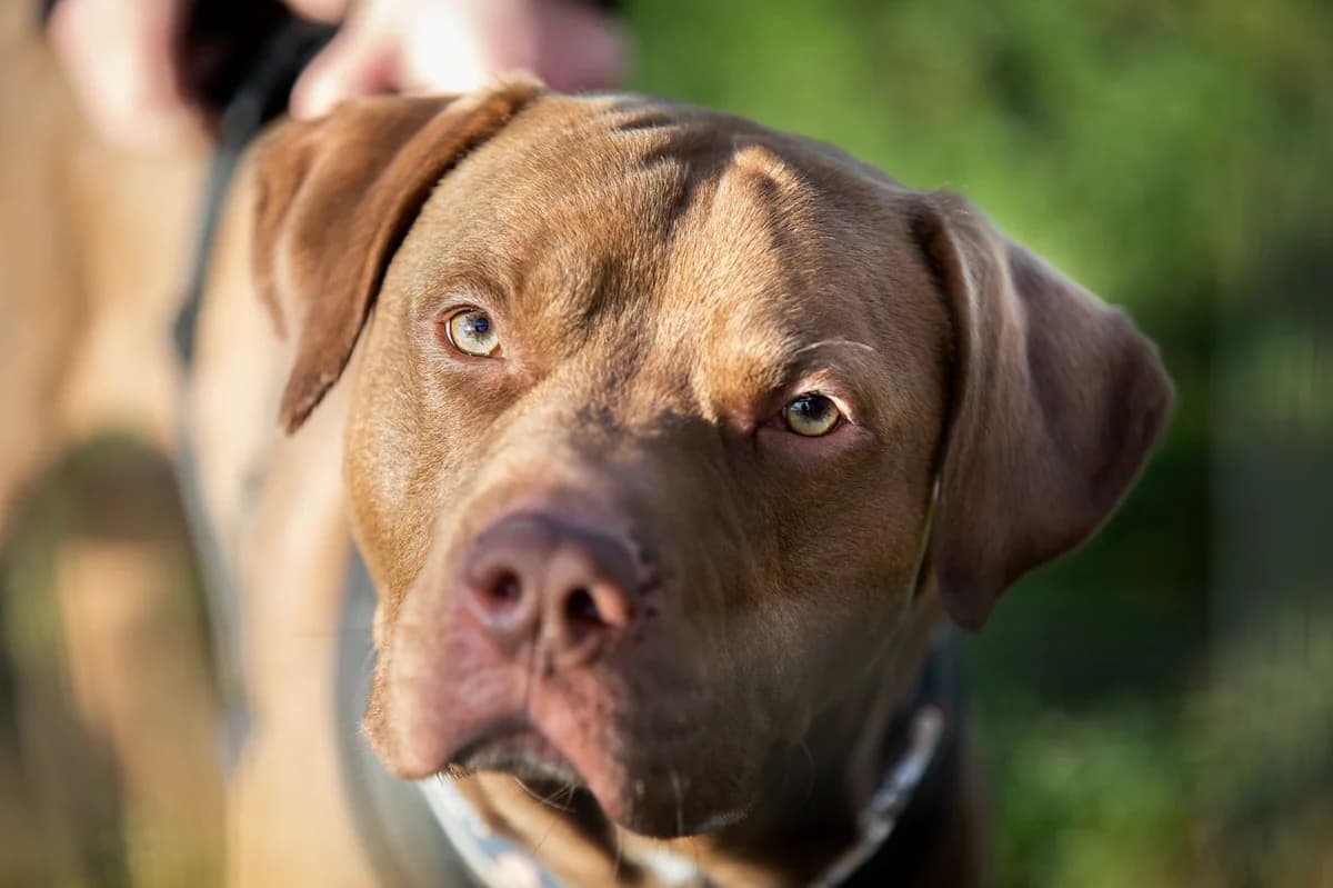 Olaf, male 7yo Mixed Breed for adoption at Listenhunde Nothilfe
